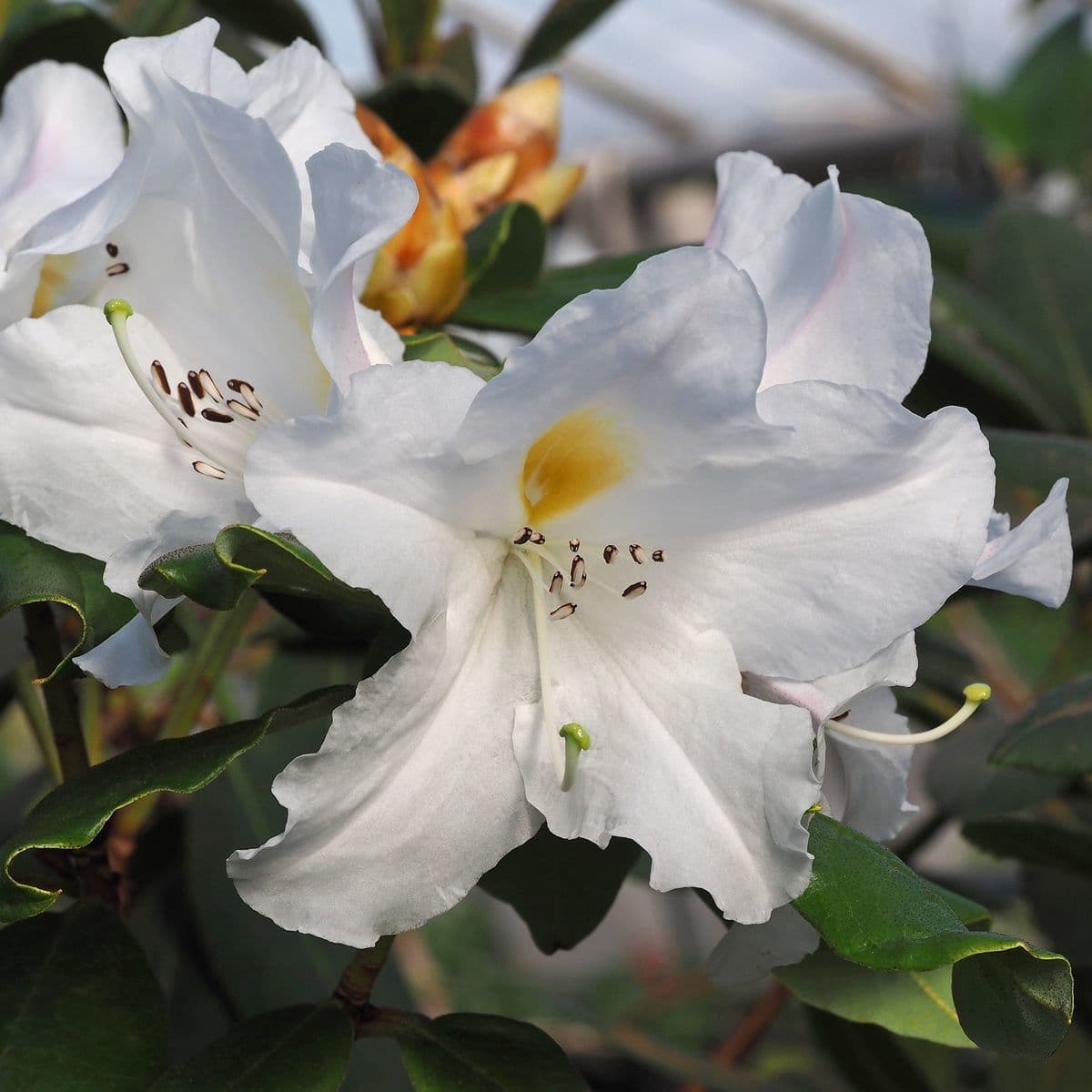 Rododendro 4