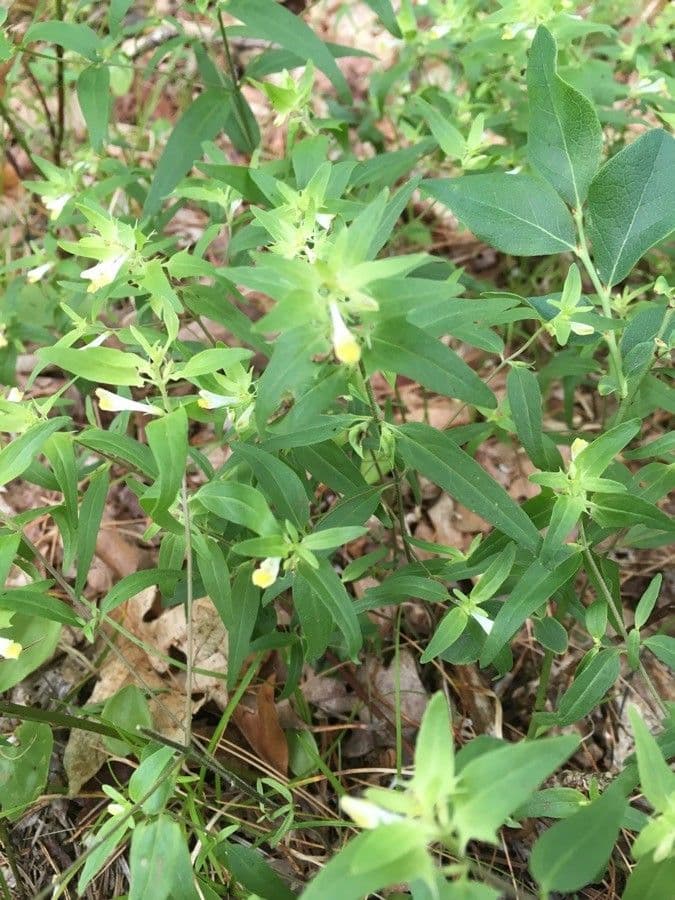 Melampyrum lineare 5