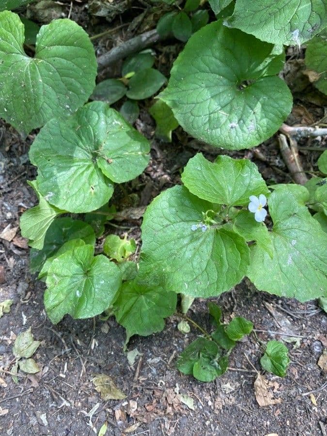 Viola del Canada 11