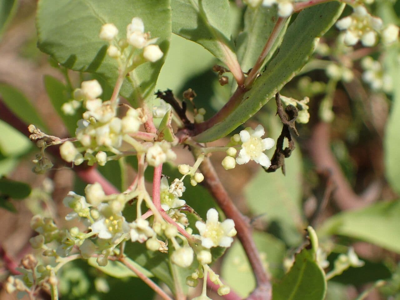 Gymnosporia 7