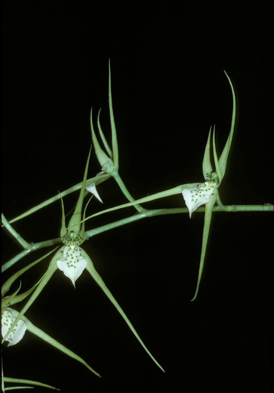 Brassia 2