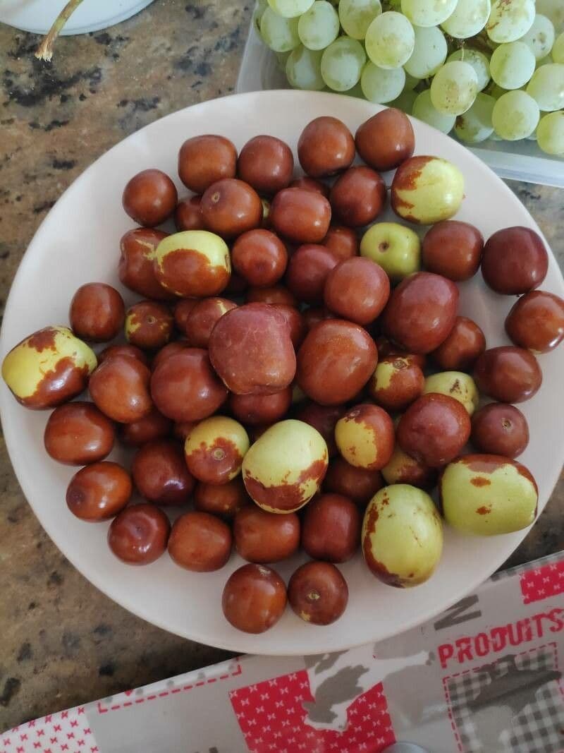 Jujubier