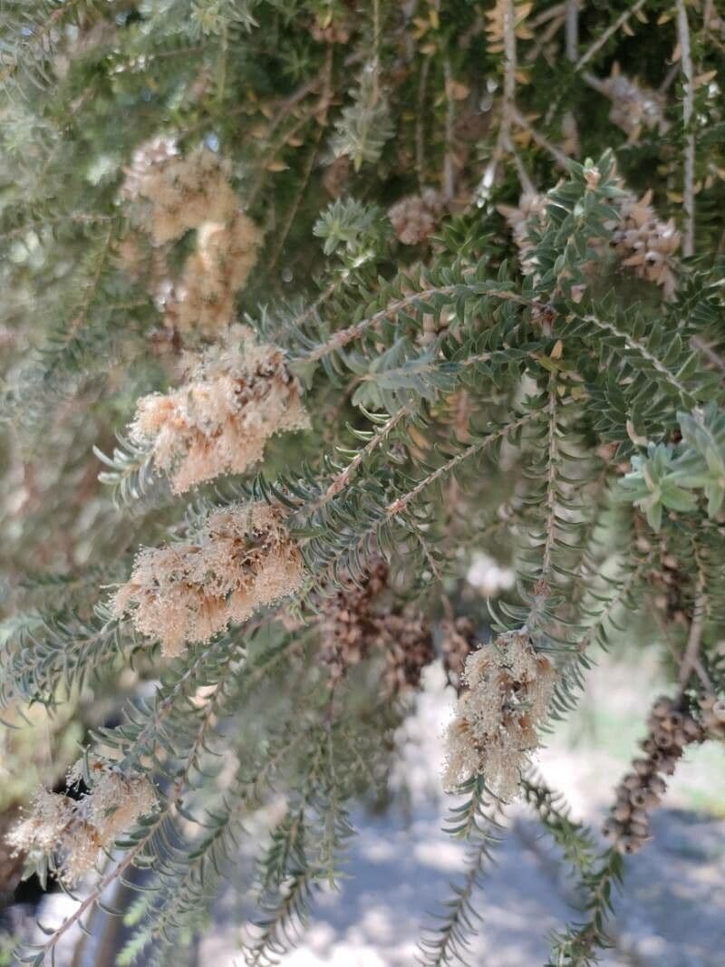 Melaleuca 5