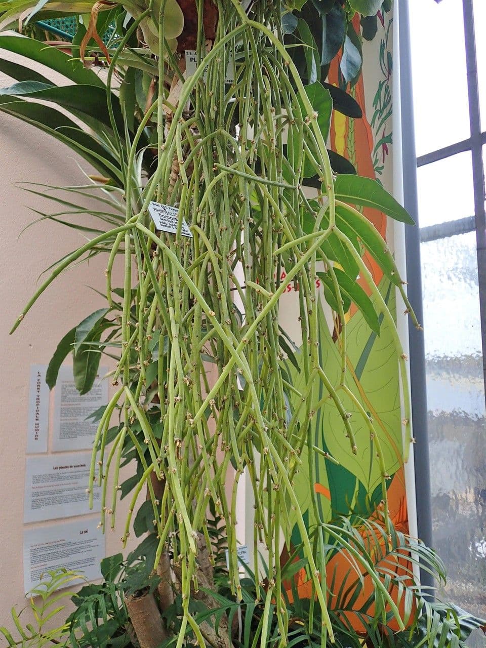 Rhipsalis 7