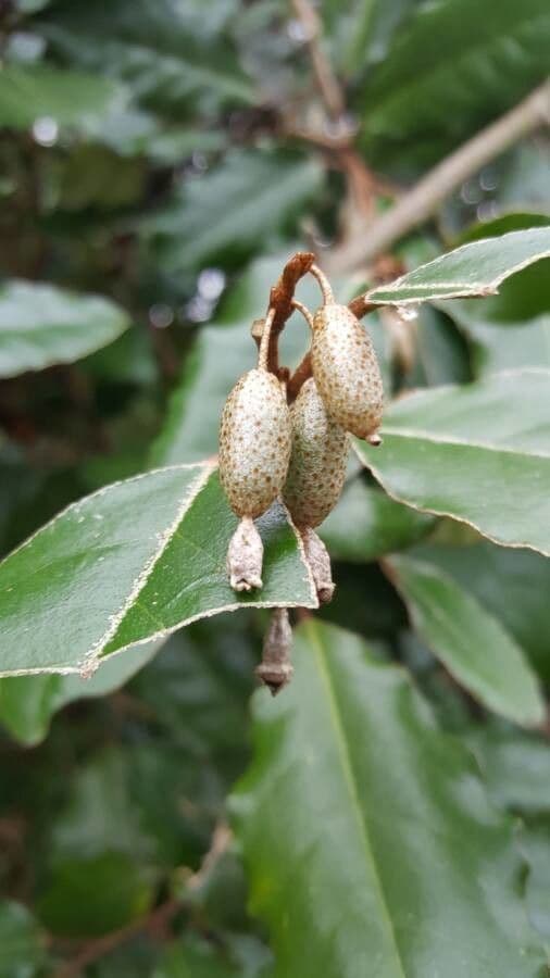 Elaeagnus 2