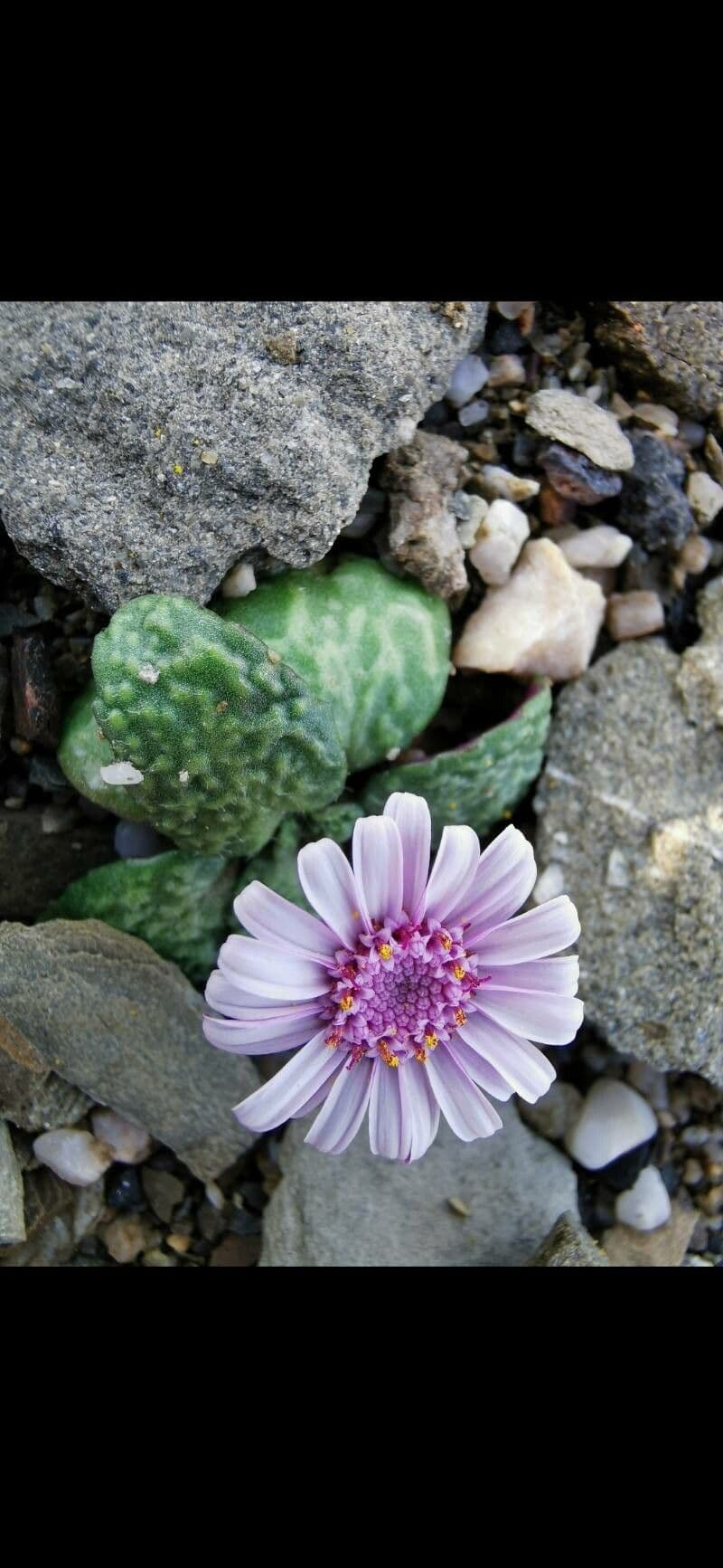 Senecio 5