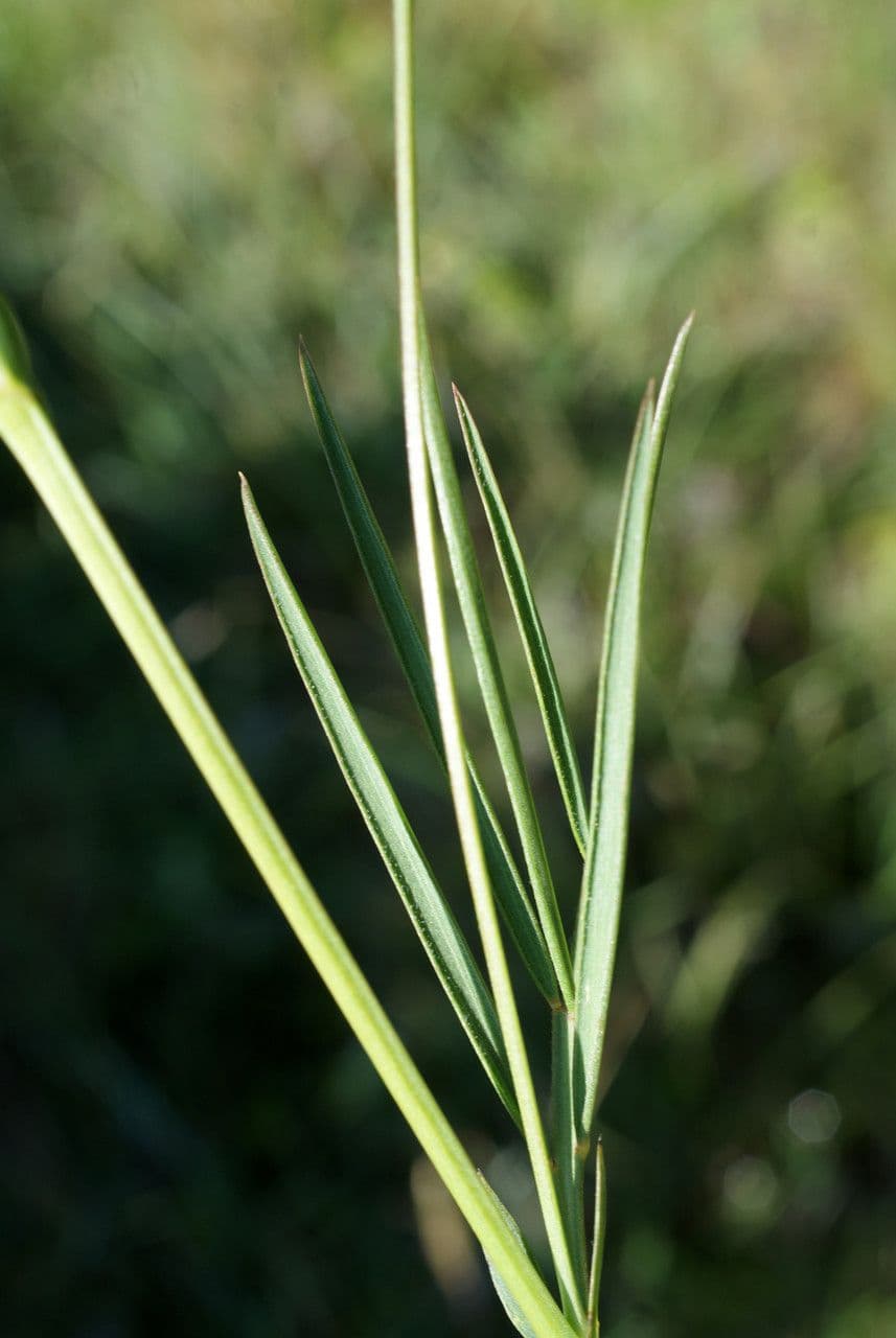 Lathyrus 18