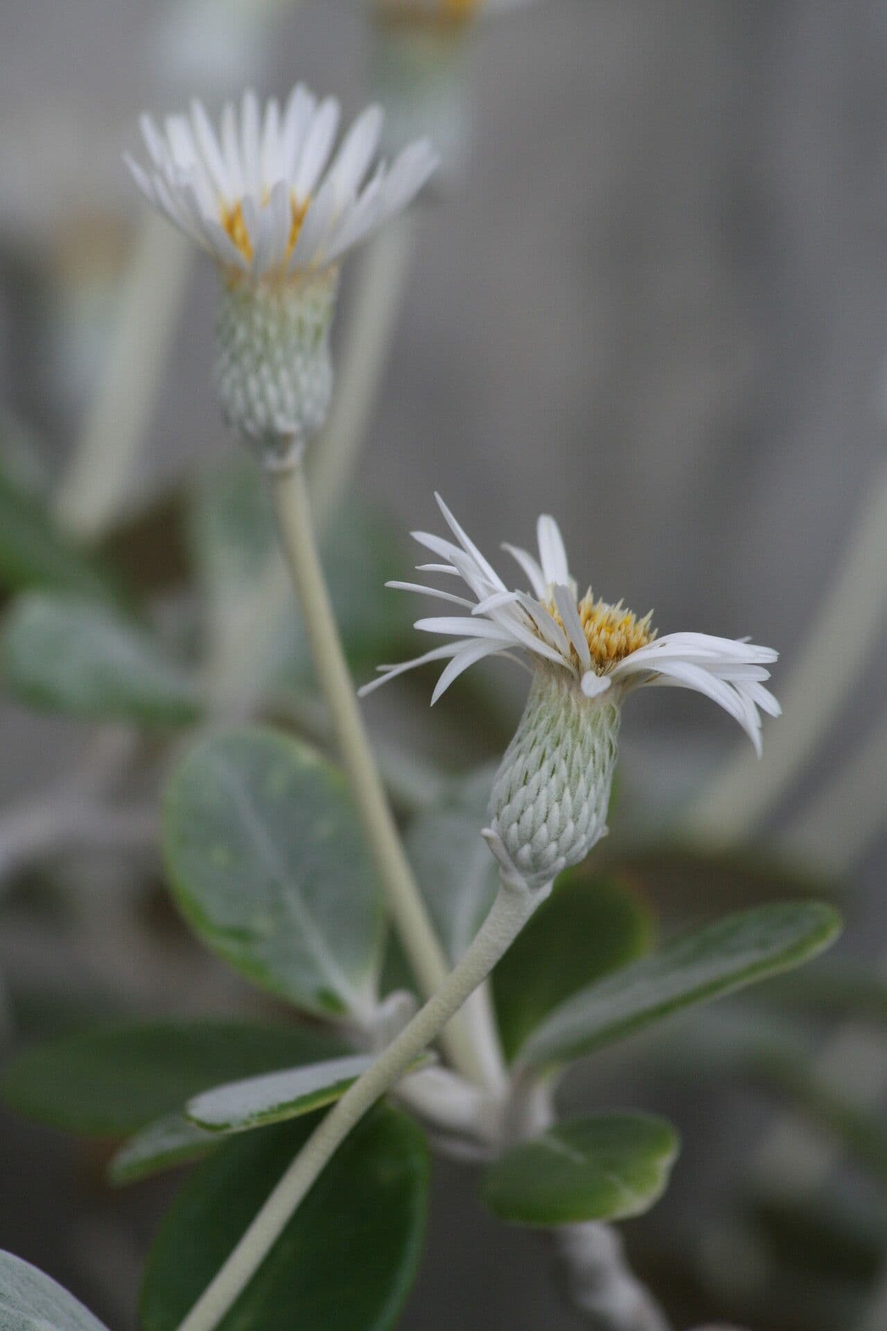 Pachystegia