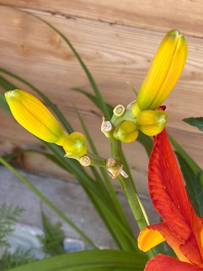 Emerocallide fulva 30