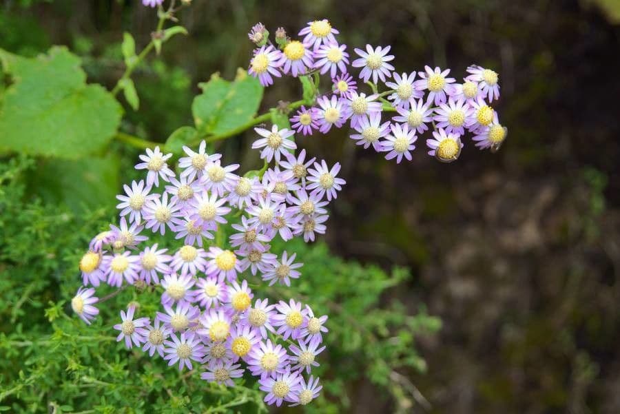 Steetz's Pericallis 6