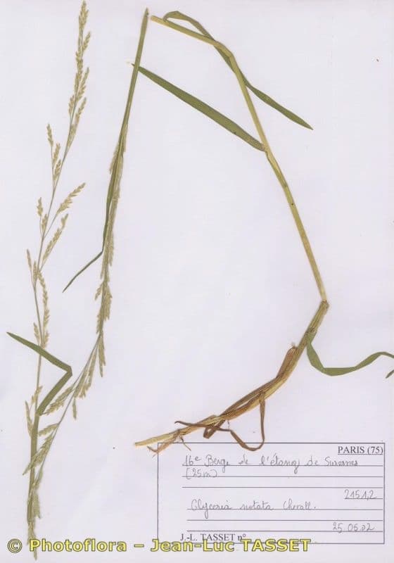 Faltiges Schwaden 9