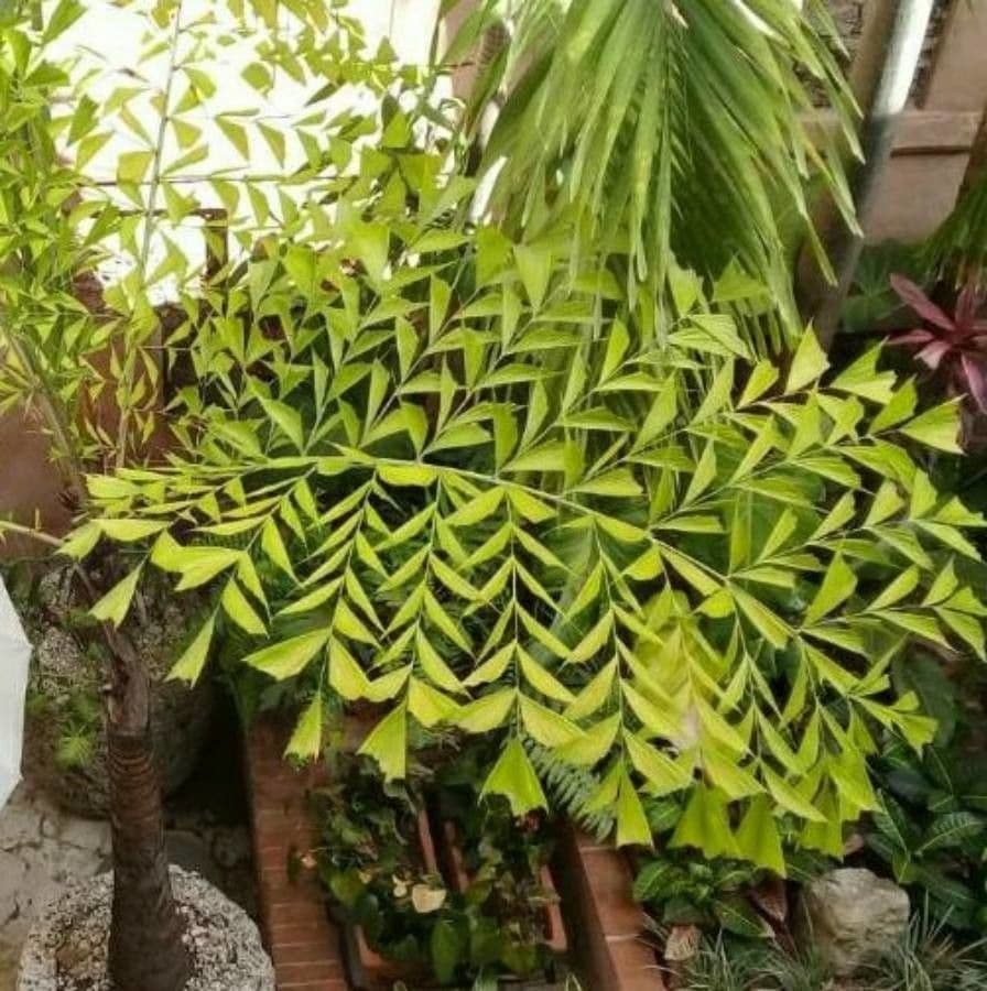 Palmier queue de poisson 20