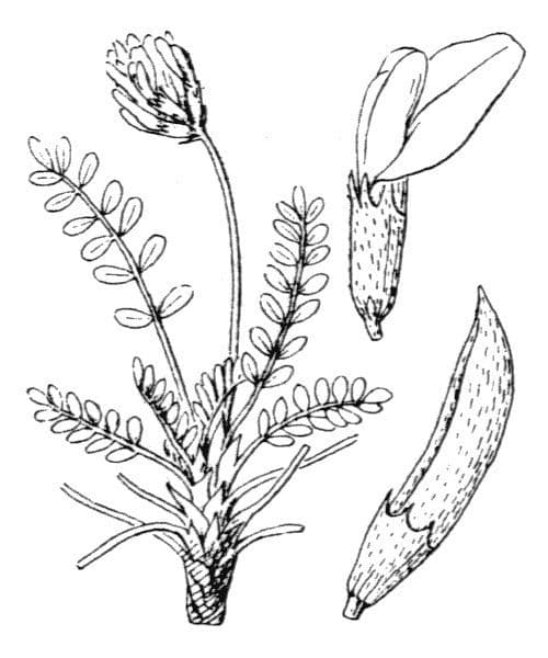 Graublauer Tragant 26