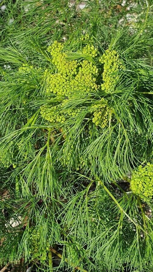 Peucedano 8