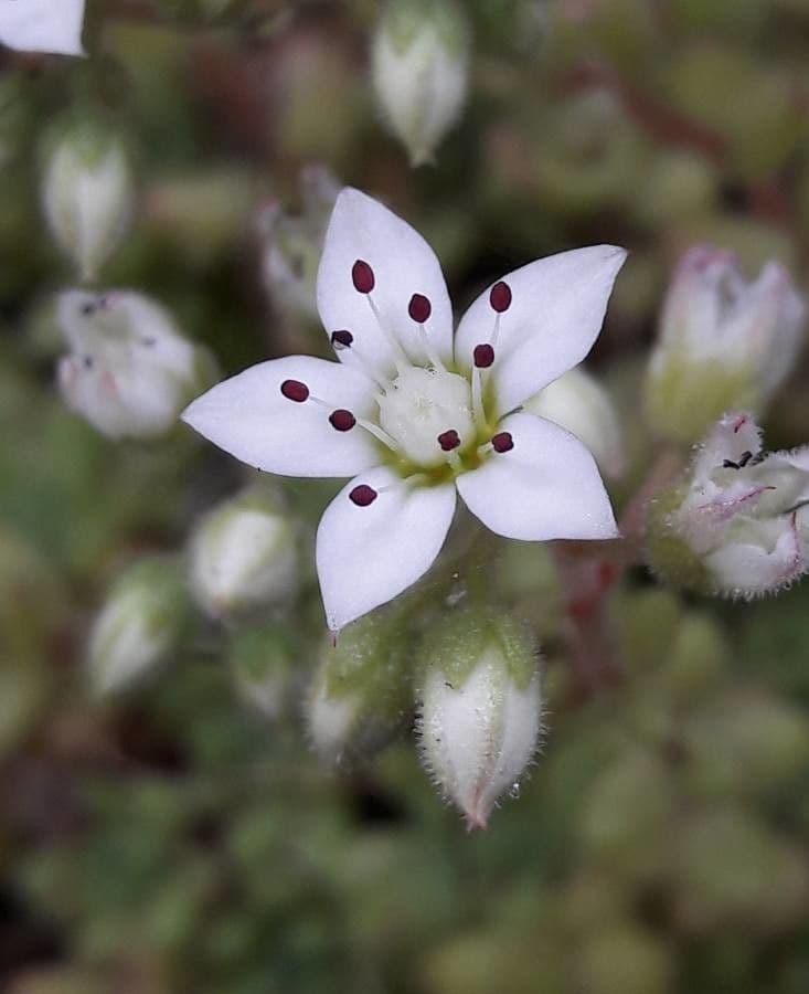 Sedum 7