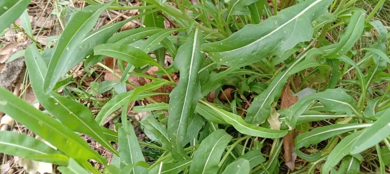 Diplotaxis à feuilles étroites 18