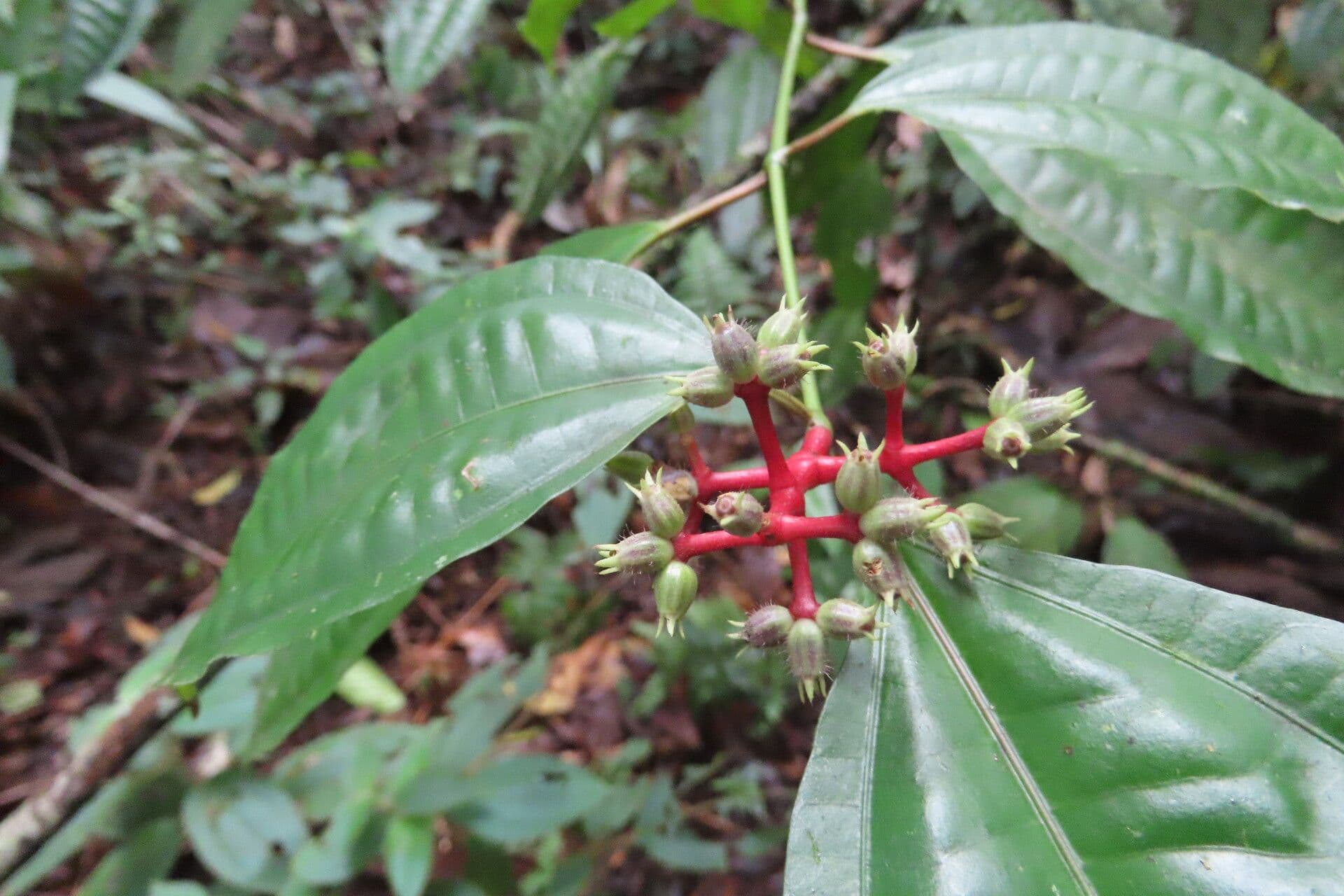 Miconia 5