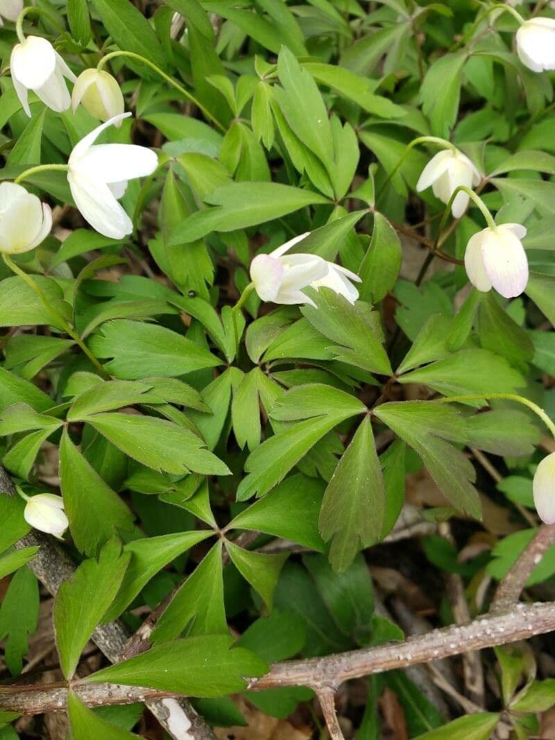 Fünfblättrige Anemone 13