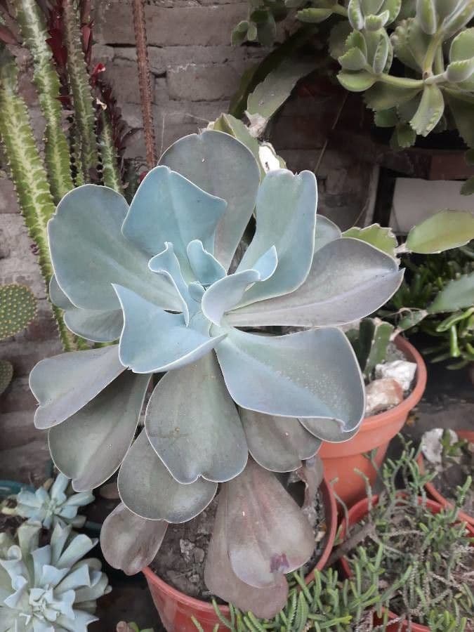 Echeveria 16