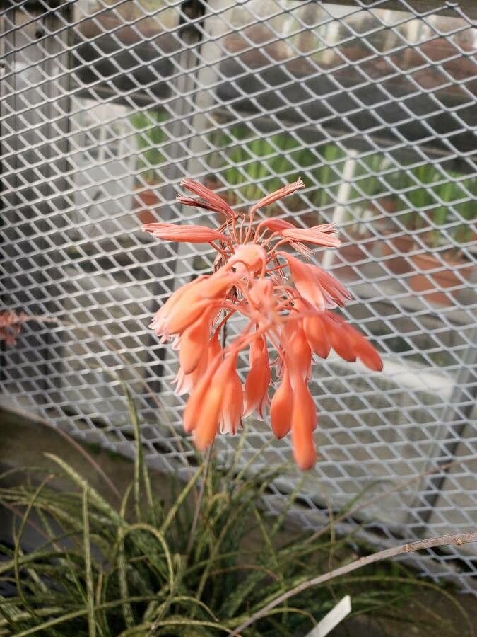 Aloe 2