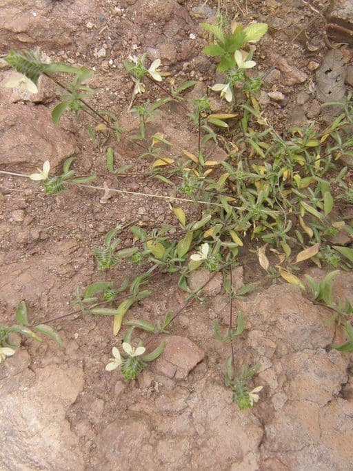 Tetramerium 7