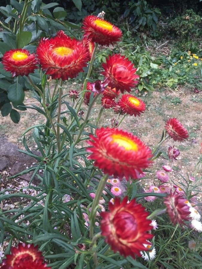 Xerochrysum 11