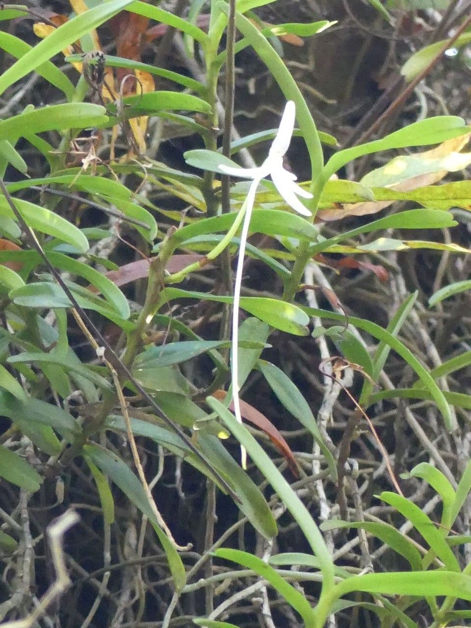 Jumellea 3