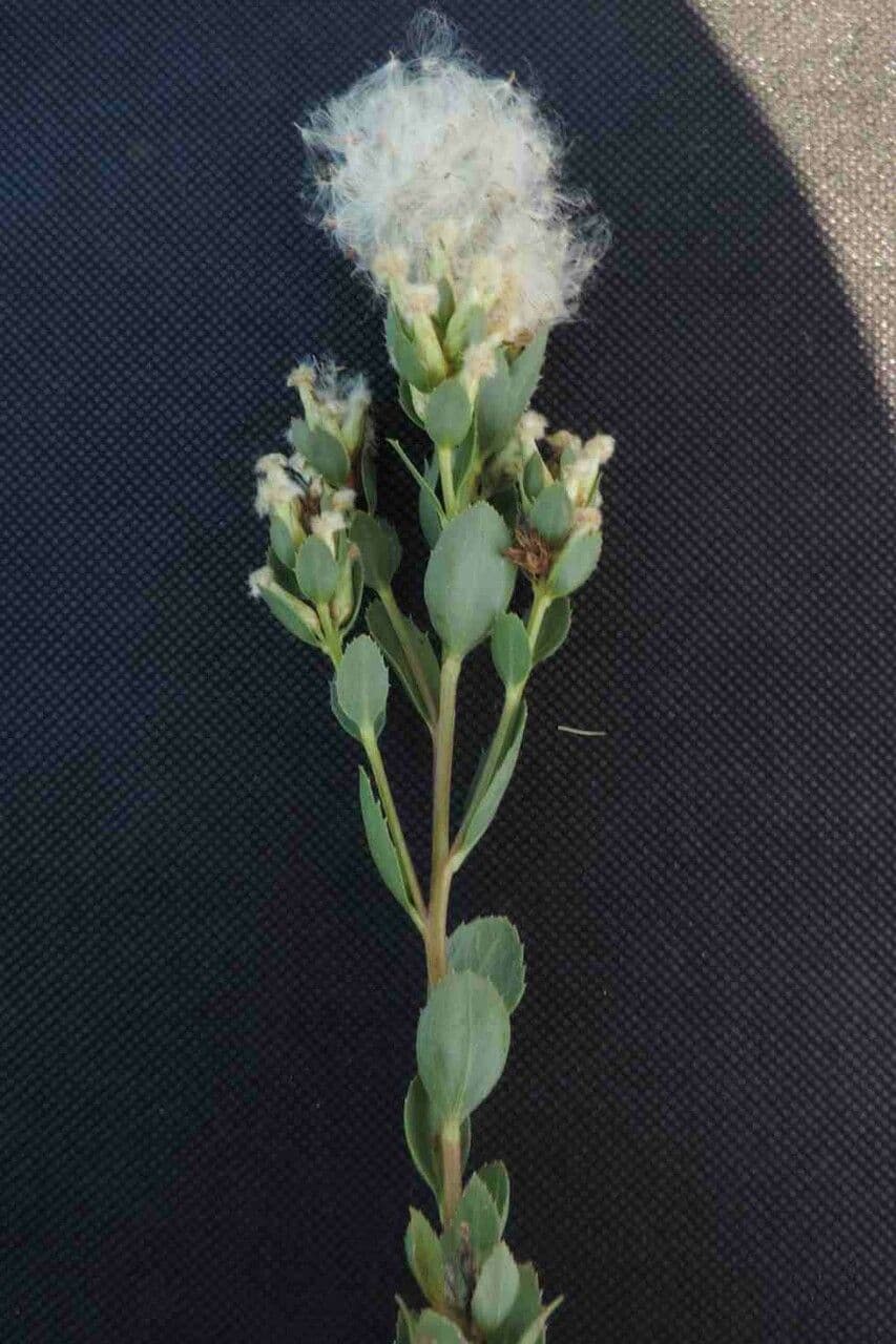 Baccharis 3