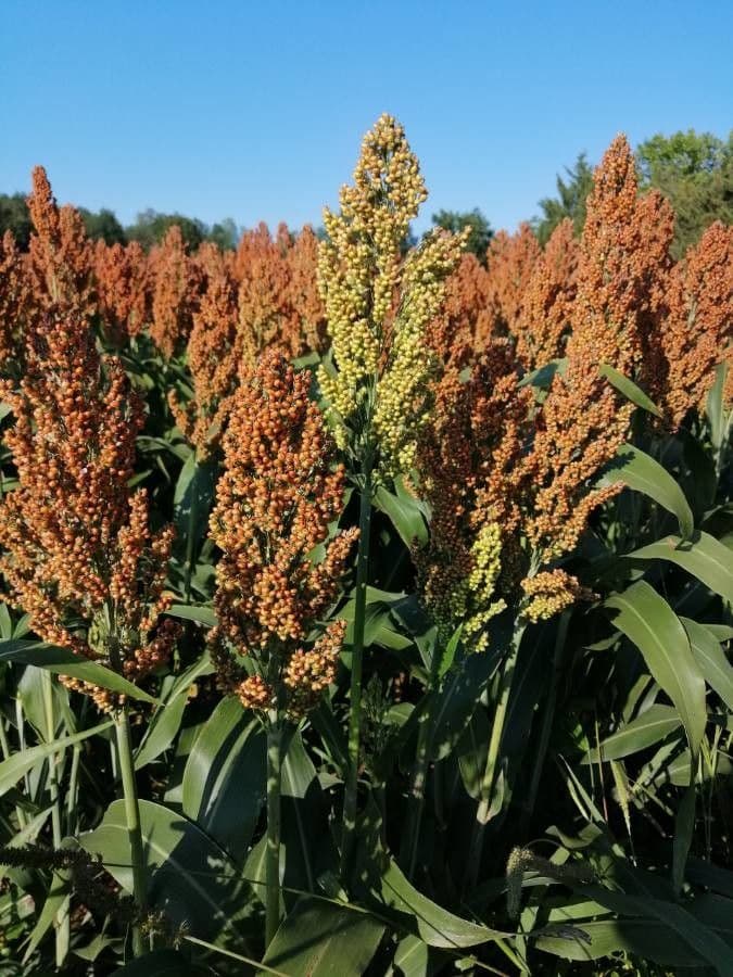 Sorgo 2