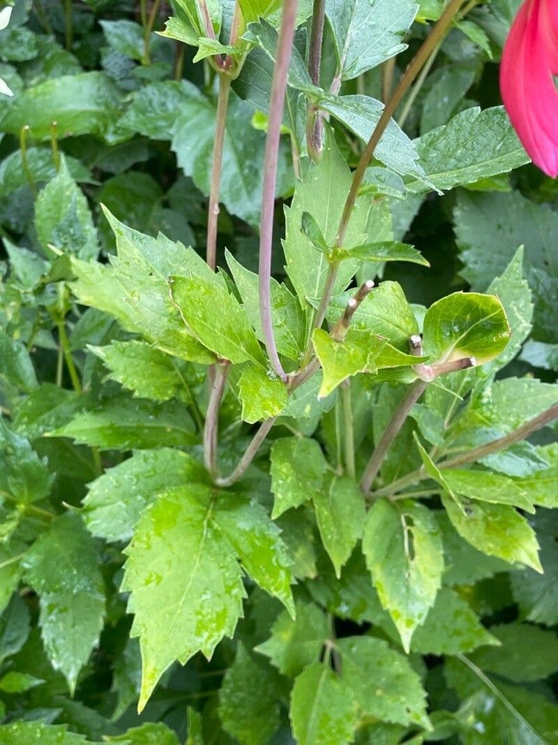 Dalia rossa 12