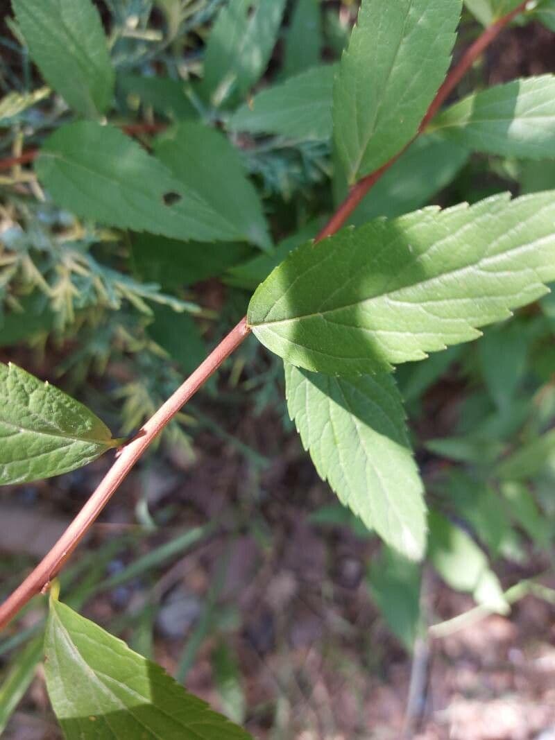Spirea del Giappone 24