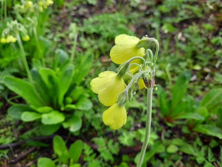 Primula del Sikkim 3