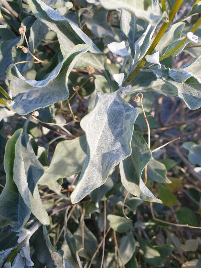 Encelia 13
