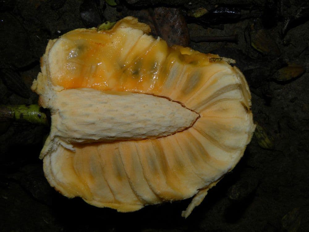 Korkbaum