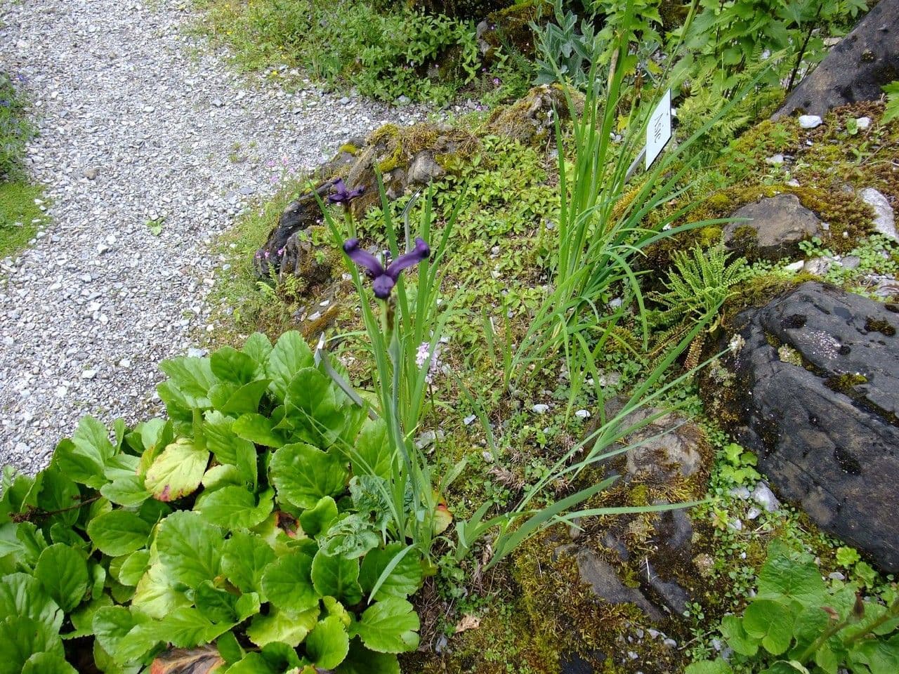 Iris à veines dorées 8