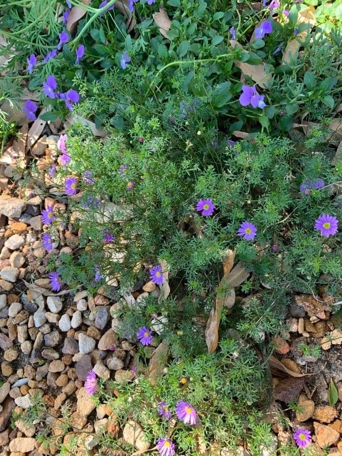 Brachyscome