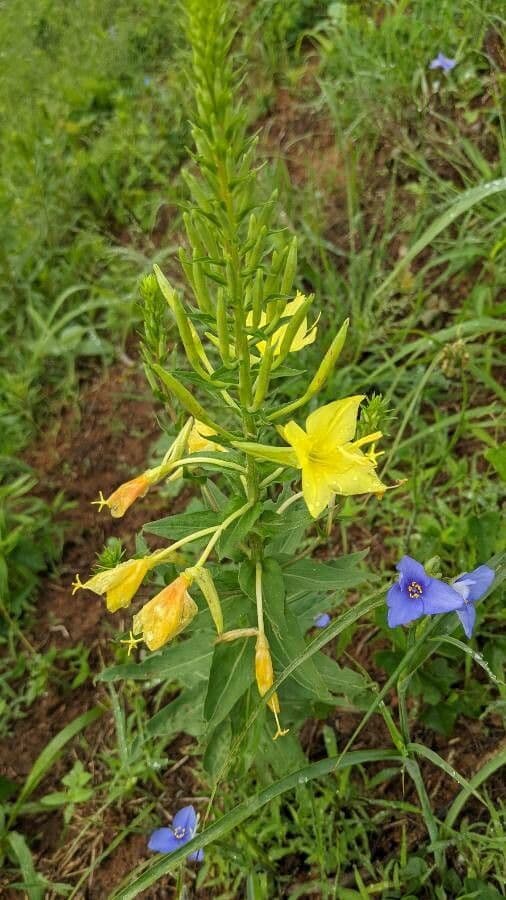 Oenothera rhombipetala 3