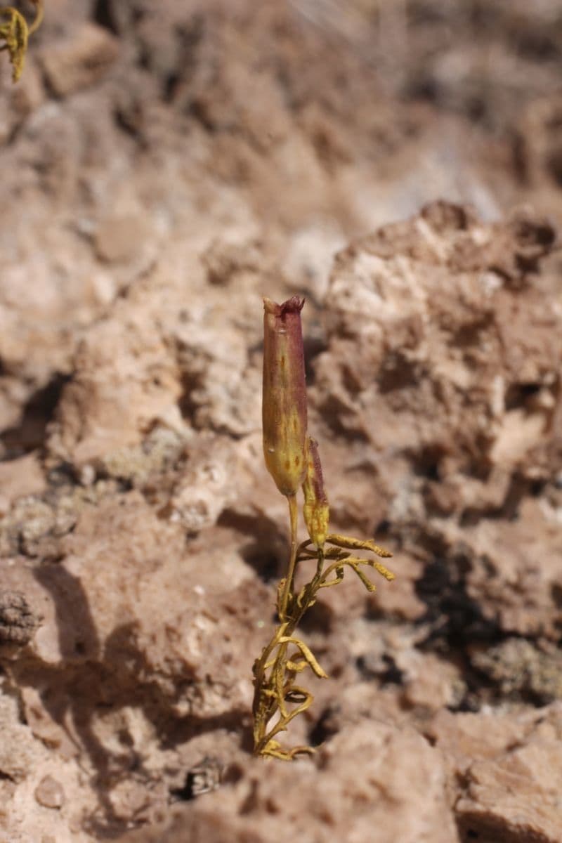 Cempasúchil multiflora 3