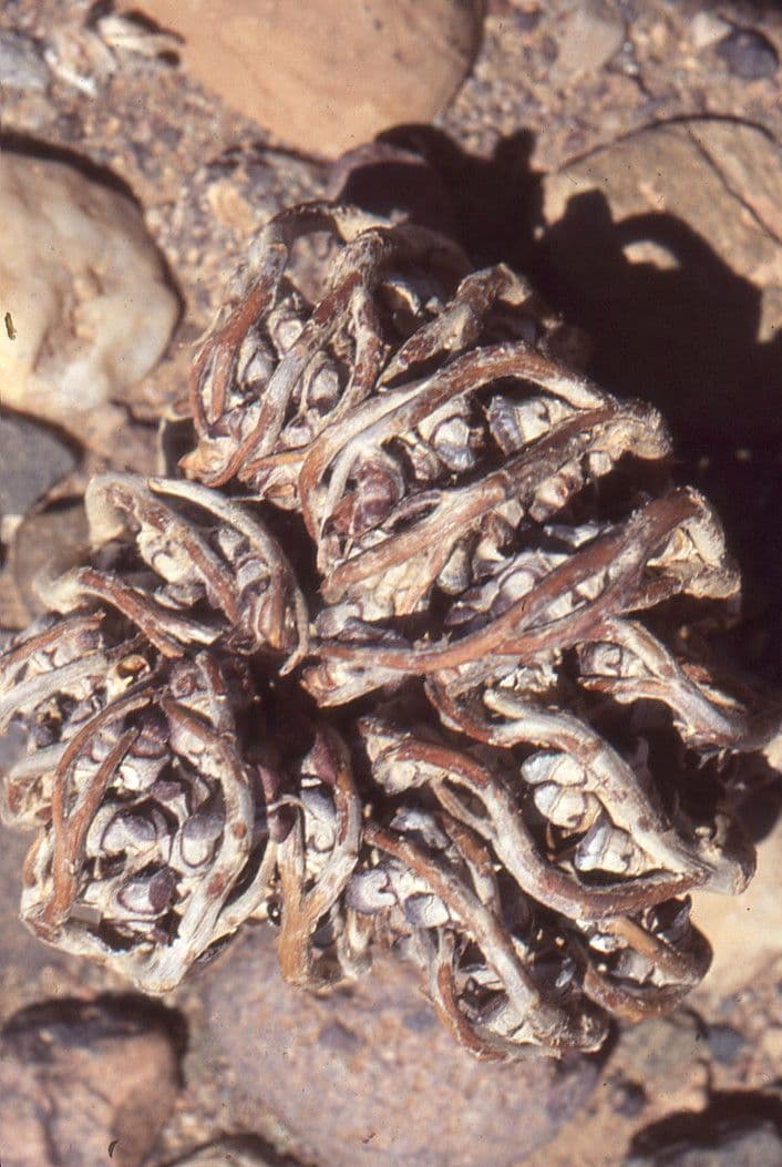 Auferstehungspflanze 12