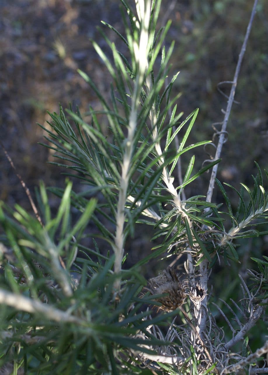 Ptilostemon chamaepeuce 18