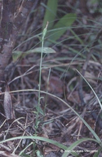 Pterostylis 8
