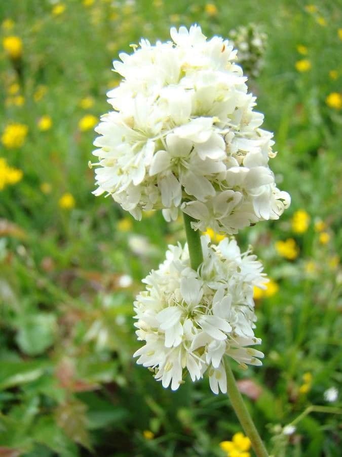 Silene 3