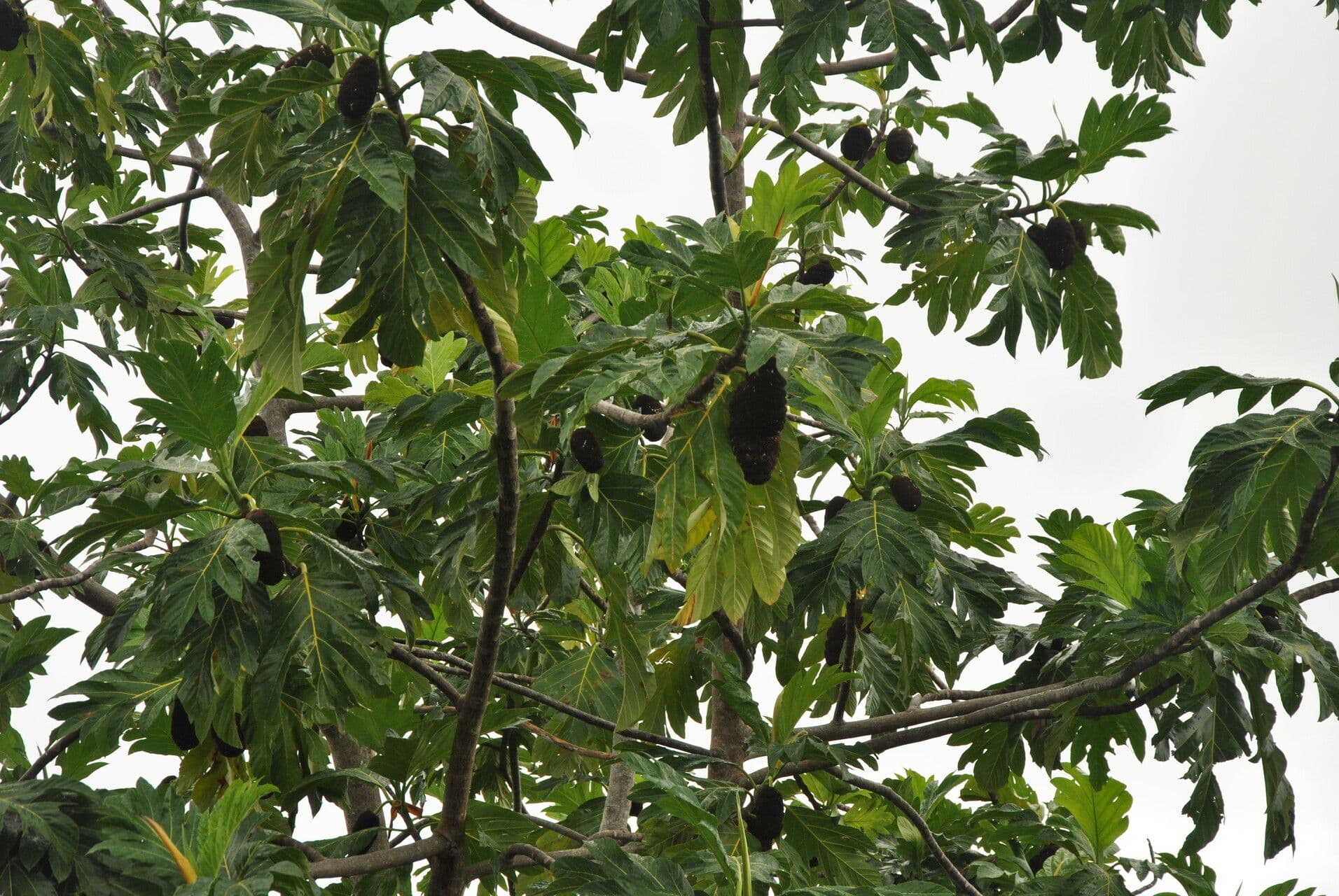 Albero del pane 28