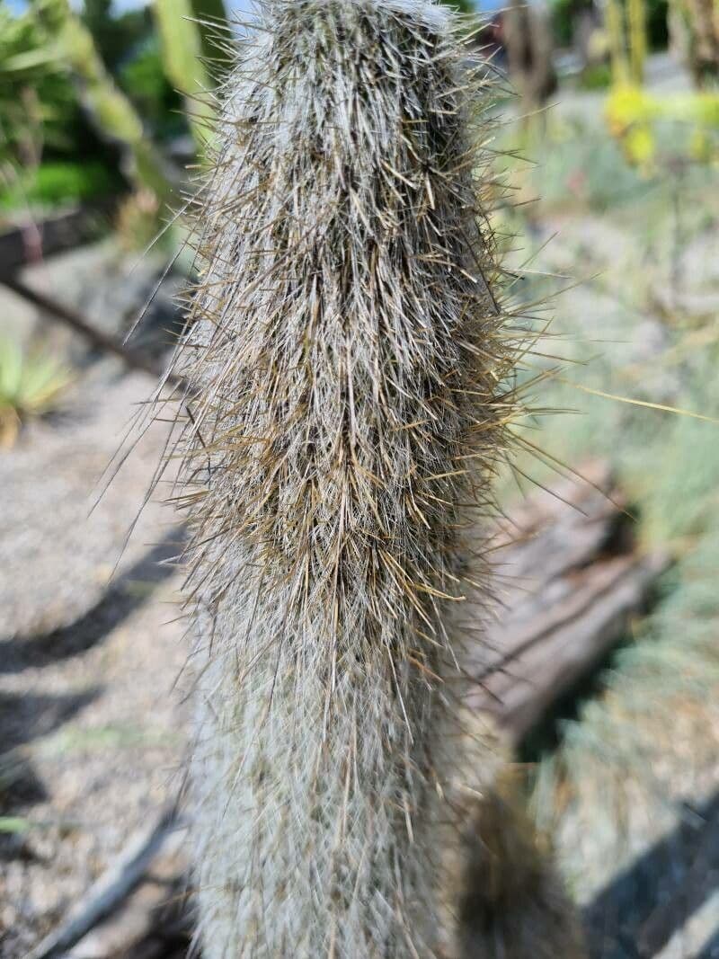 Cleistocactus 4