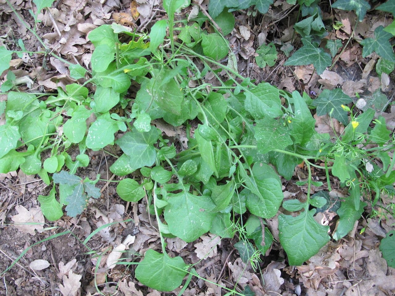 Rhagadiolus 15