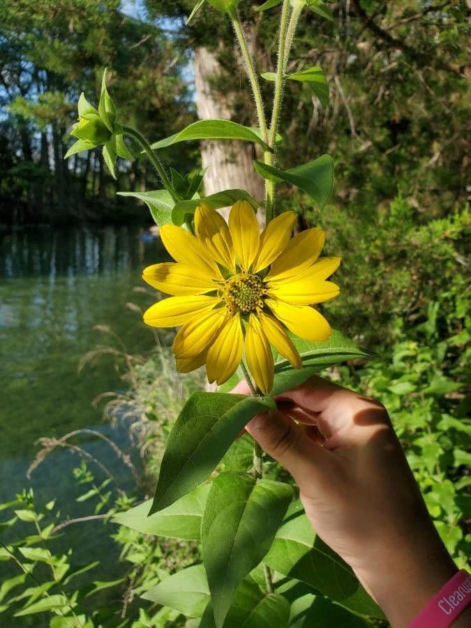 Raues Silphium 3