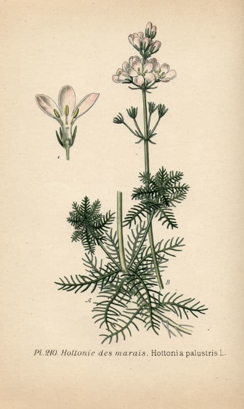 Erba scopina 22