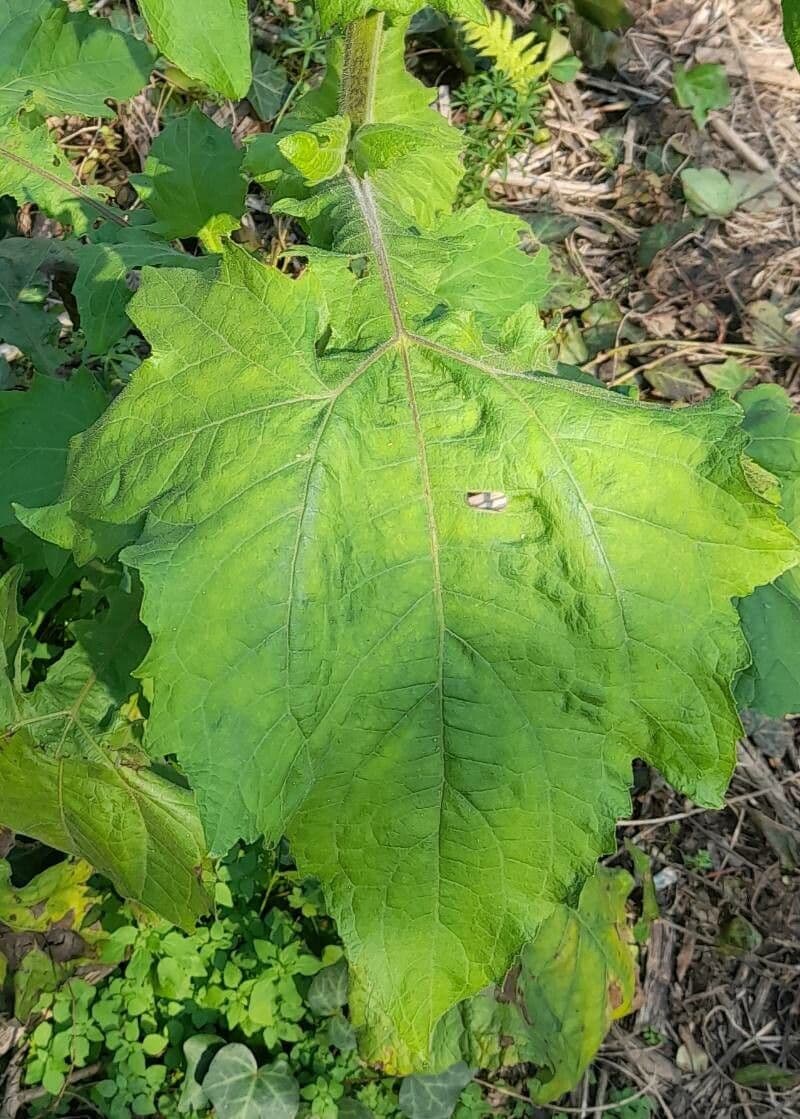 Smallanthus 4