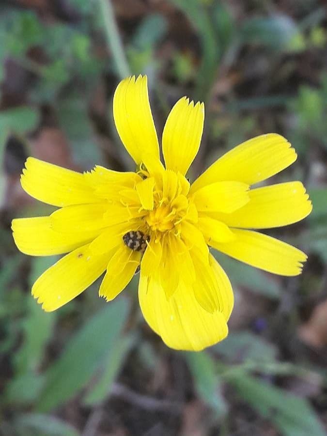 Leontodon tuberoso 10