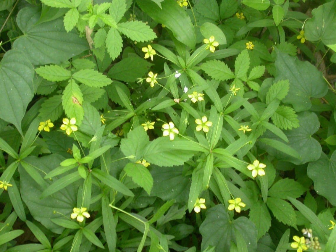 Lisimachia lanceolata 7